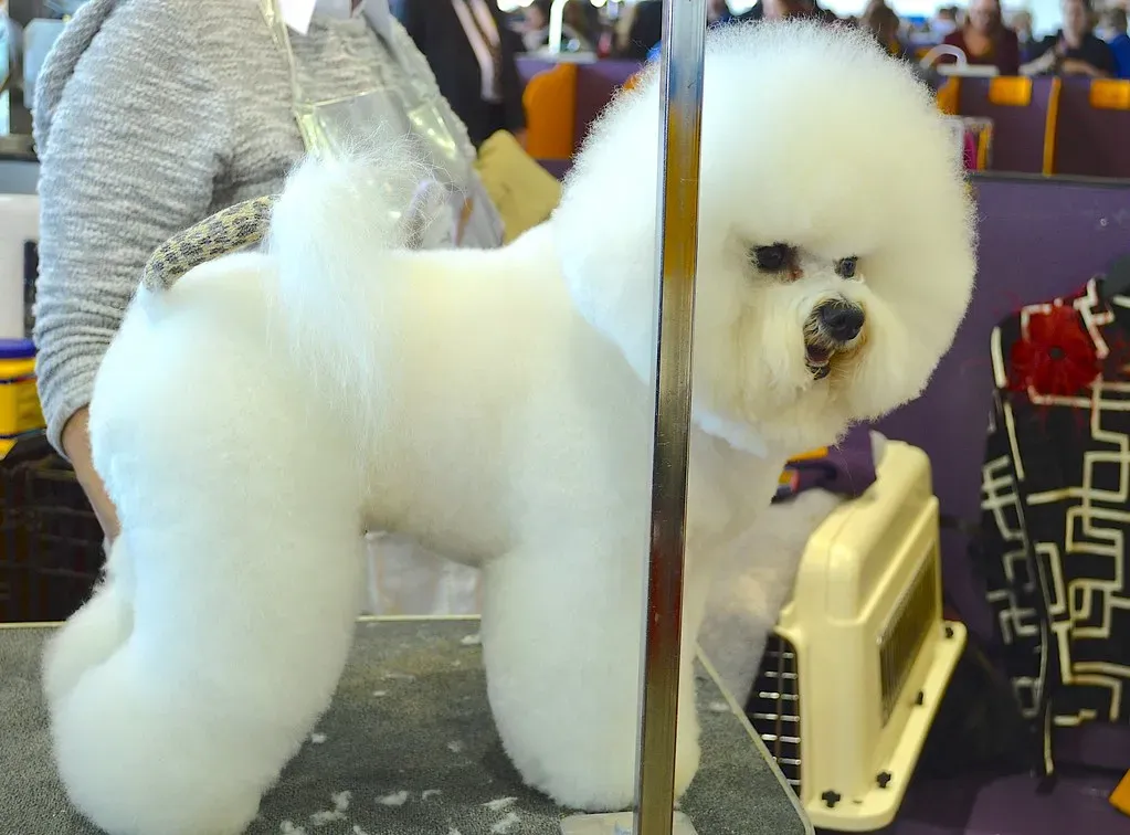 Bichon Frises: Hypoallergenic But High Maintenance (Image Credits: Flickr)