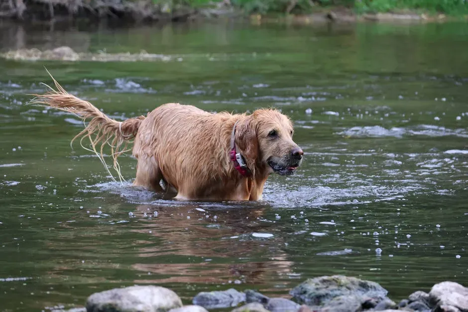How to Help a Water-Shy Dog Build Confidence Safely (Image Credits: Pexels)
