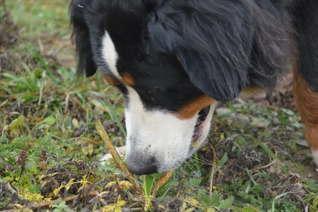 #6 When Grass-Eating Is a Red Flag – And When It’s Not (Image Credits: Unsplash)