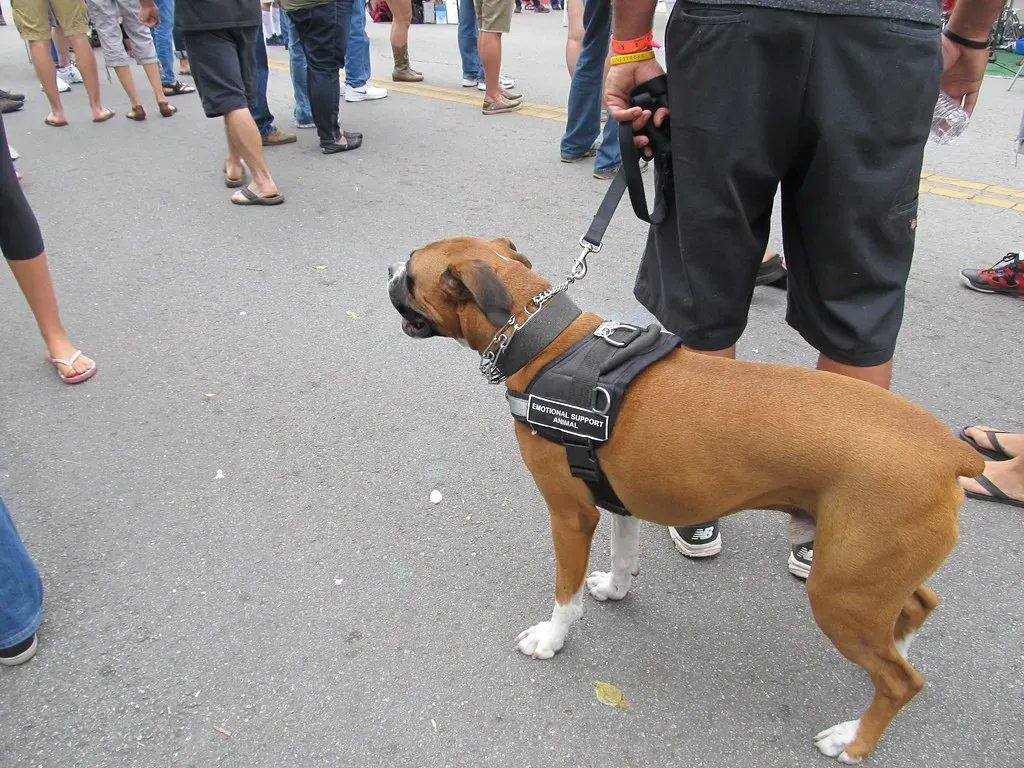 Dogs Are Masters at Reading Human Emotions (Bob n Renee, Flickr, CC BY 2.0)