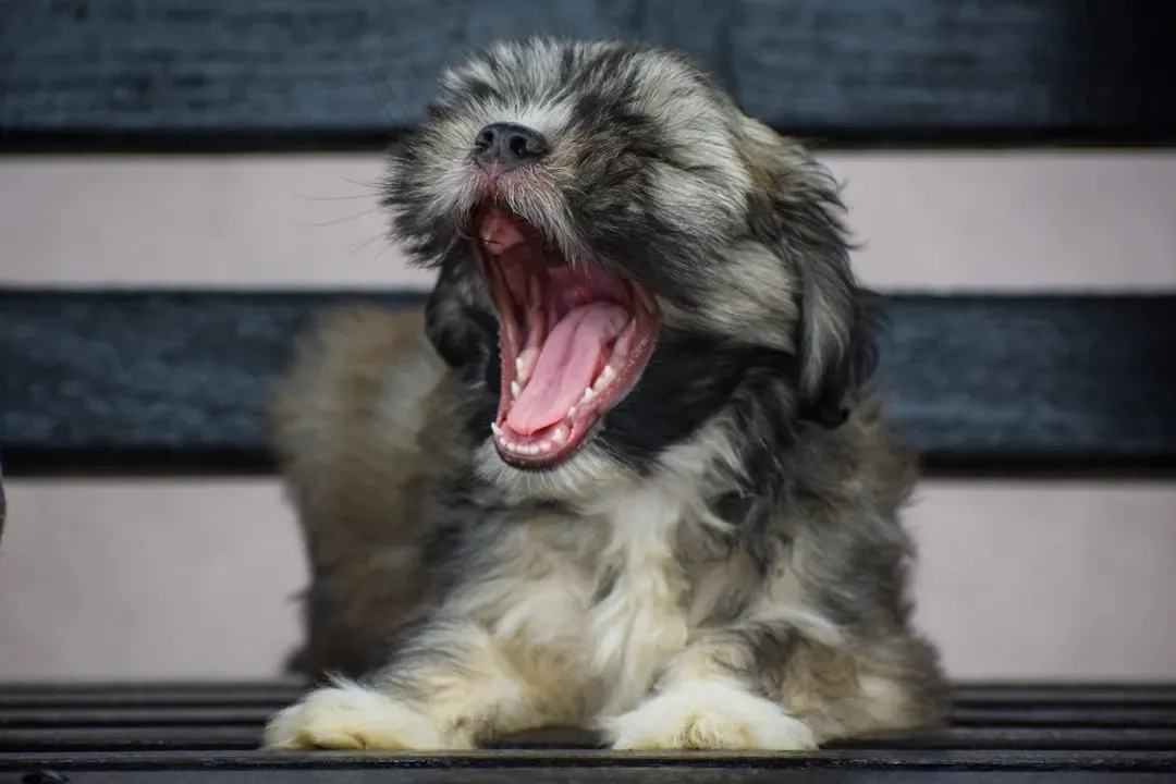 Excessive Yawning When They're Not Tired (Image Credits: Unsplash)