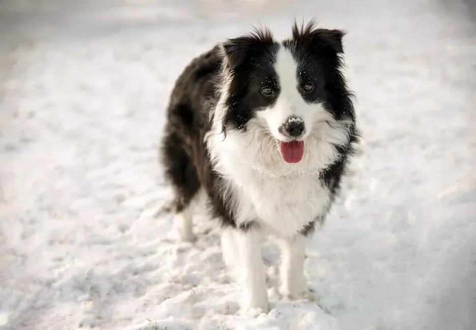 7. Border Collie: The Brilliant Mind That Locks Onto One Person (Image Credits: Pexels)