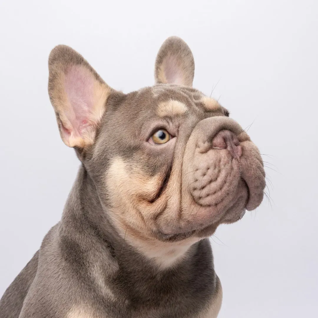 The French Bulldog: The Attention Demander (Image Credits: Unsplash)