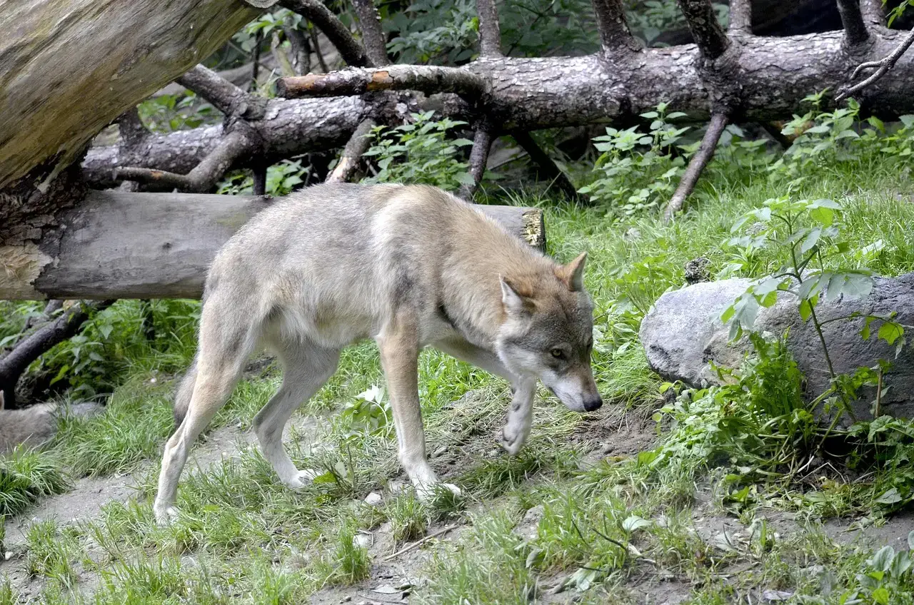 Wolves And Livestock: Why It Matters To Hikers (Image Credits: Pixabay)
