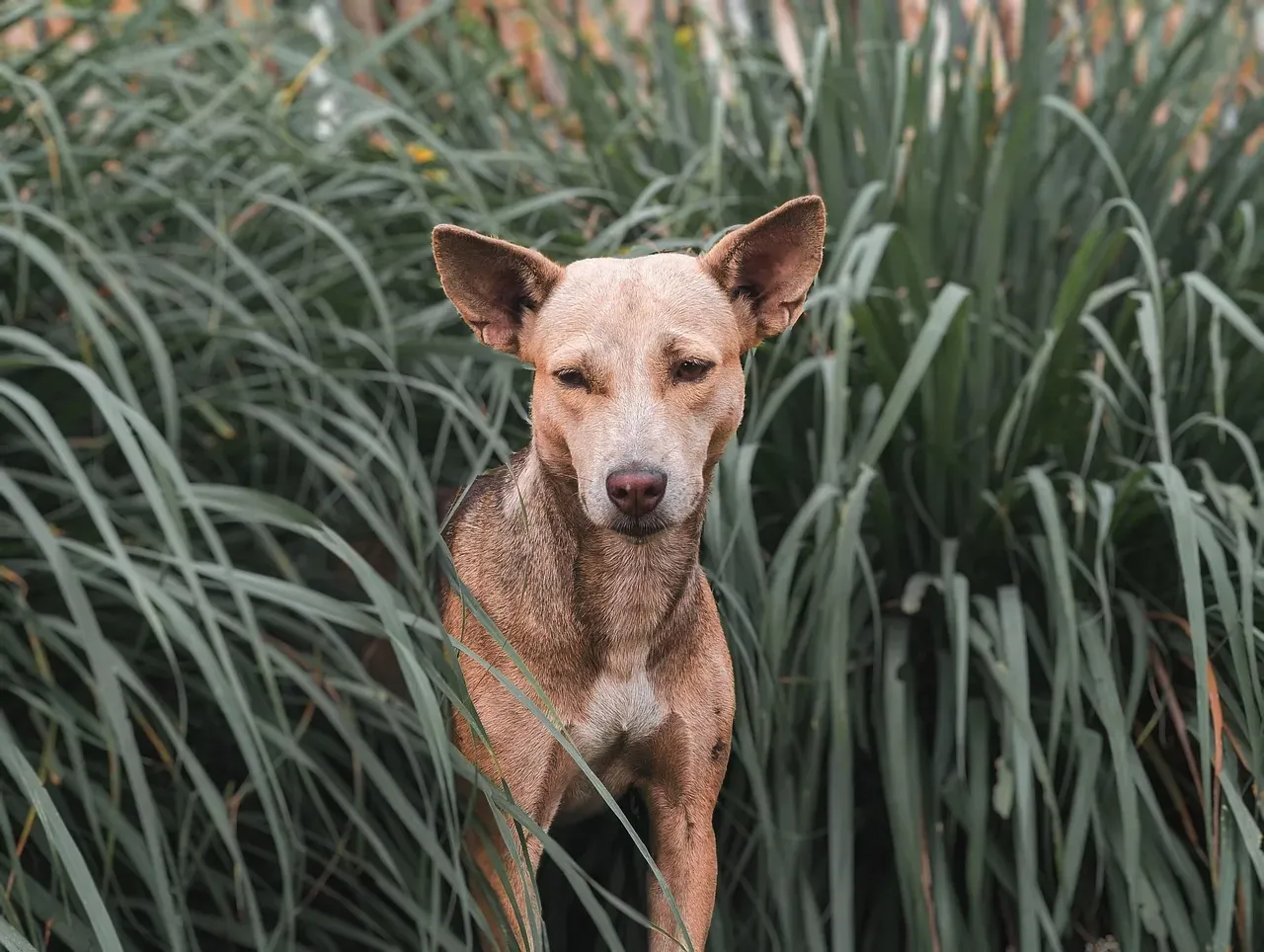 #9 - How Close This Dog Might Be to Becoming "Unadoptable" (Image Credits: Pixabay)