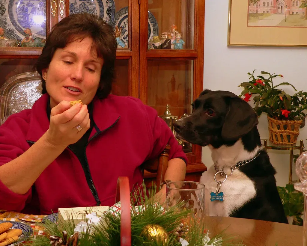 Learned Behavior: Anticipating Rewards (The Well Tempered Theodore, Flickr, CC BY 2.0)