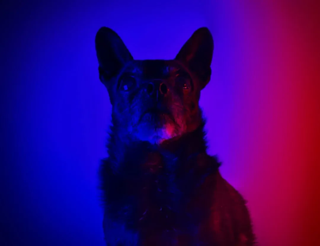 Ultraviolet Vision: Seeing Beyond Our Spectrum (Image Credits: Unsplash)