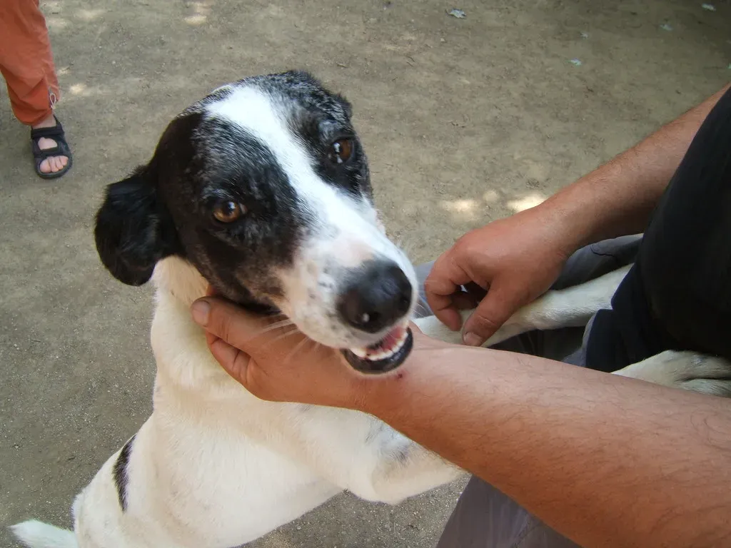 Understanding the Difference Between Velcro Dogs and Separation Anxiety (Image Credits: Flickr)