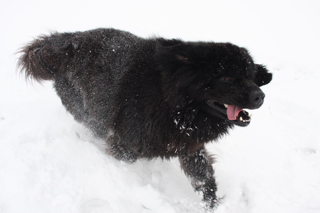 #9. Newfoundland - The Gentle Giant Social Club President (Image Credits: Flickr)