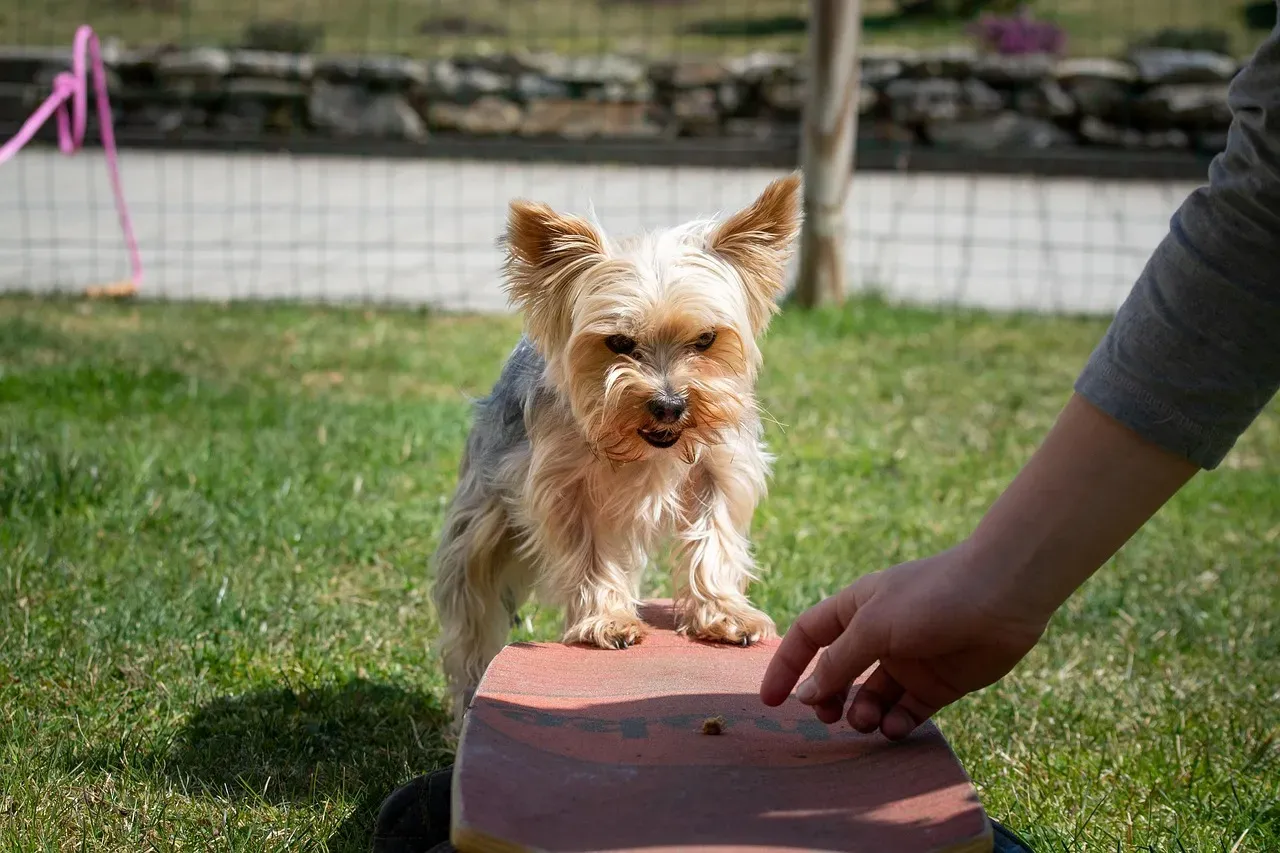 Conclusion – It’s Not Just The Breed, It’s The Deal You Make (Image Credits: Pixabay)