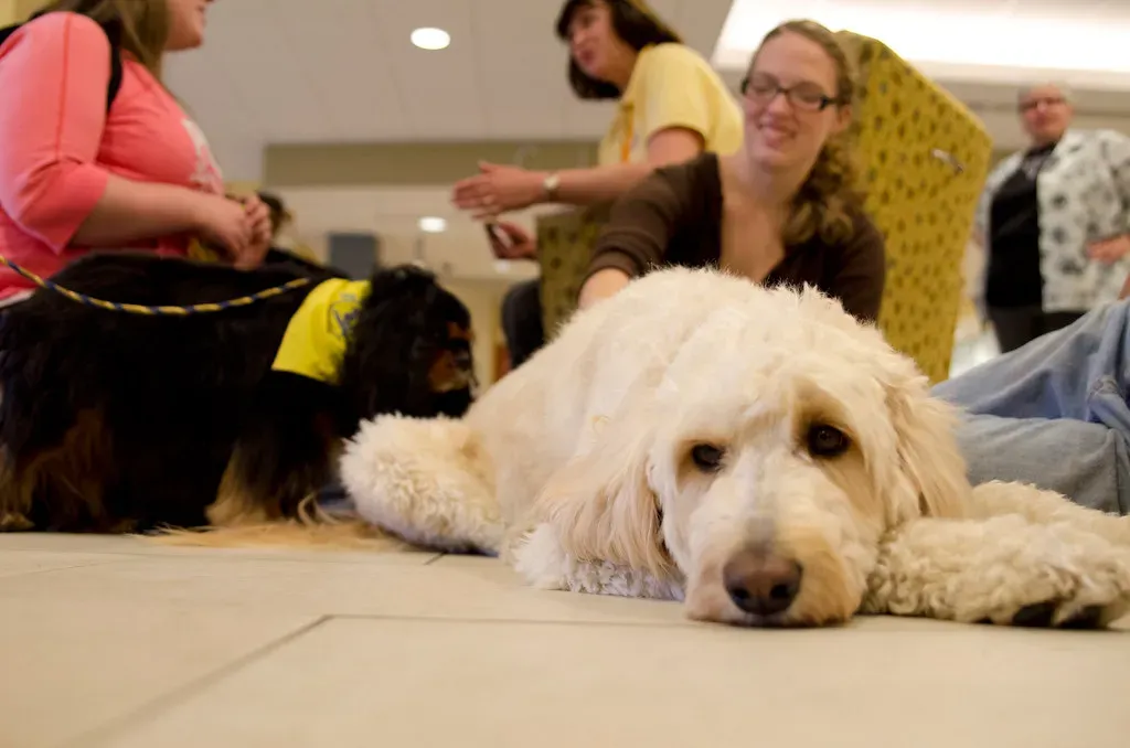 Conclusion: The Quiet Power of a Calm Dog (KSULib, Flickr, CC BY 2.0)