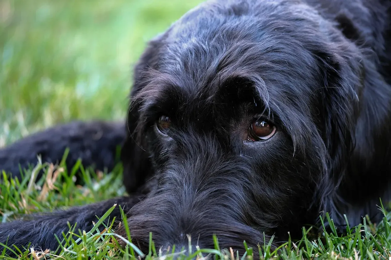Giant Schnauzer: High-Drive Worker With a Serious Guarding Edge (Image Credits: Pixabay)
