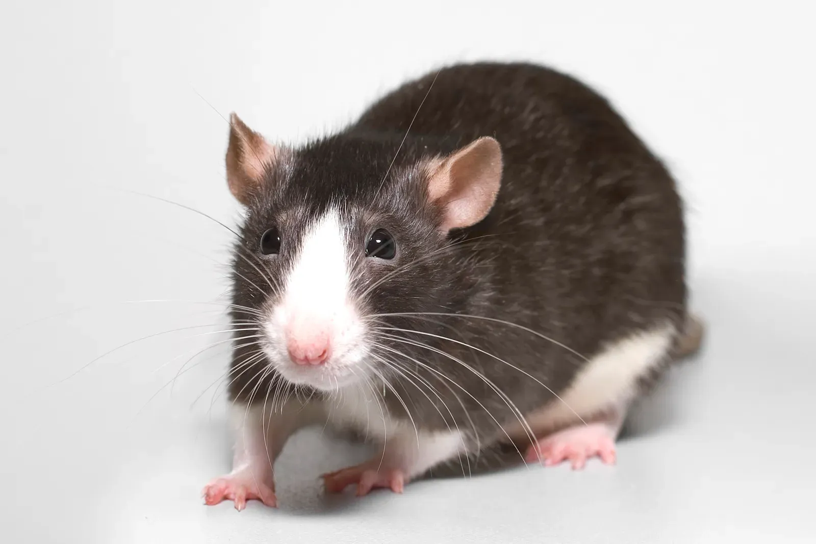 5. Which Sounds, Smells, And Movements Are Actually Threatening (By AlexK100, CC BY-SA 2.0)