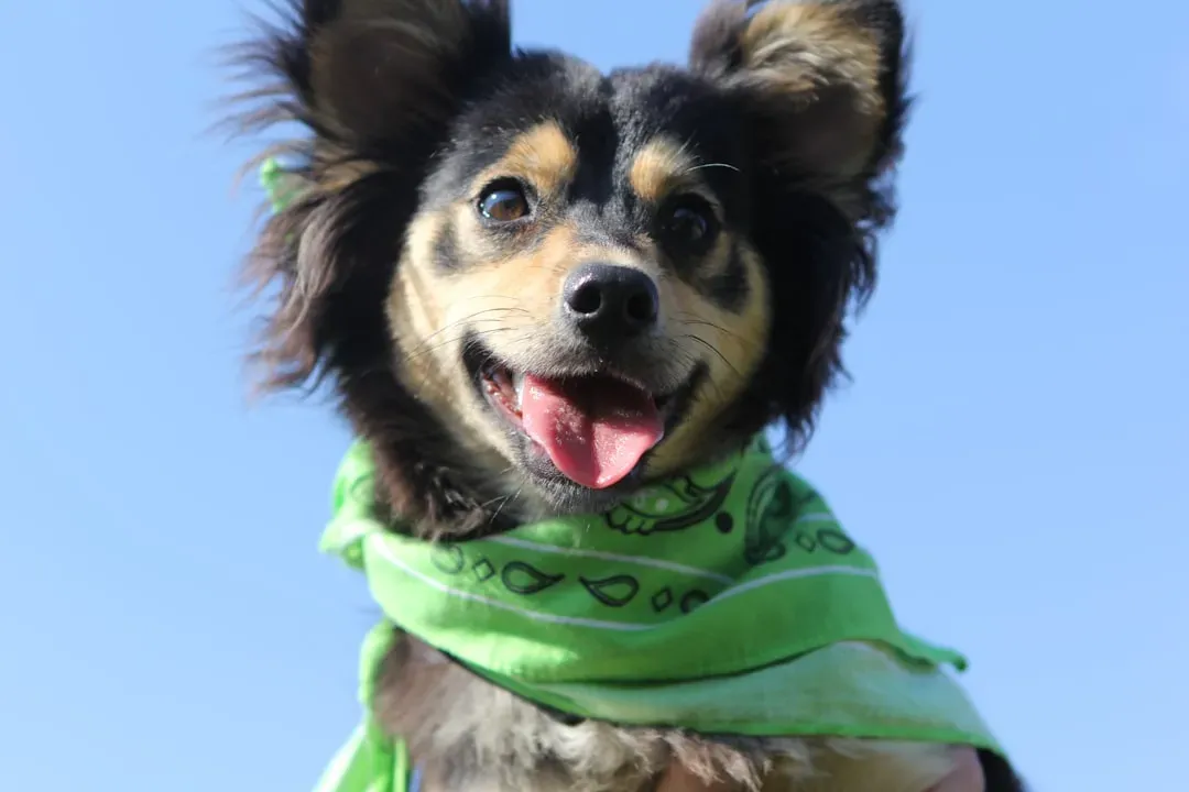 Mixed Breed: The Unassuming Savior (Image Credits: Unsplash)