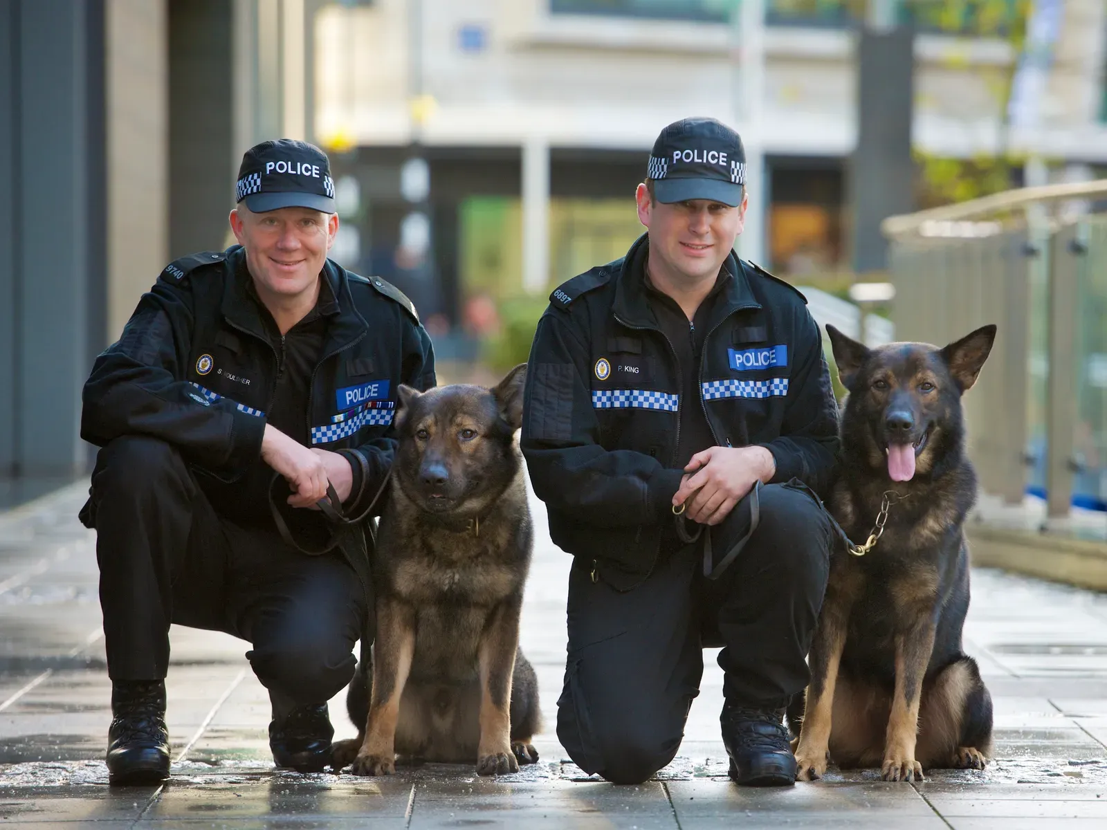 Why Your Dog’s Peace Efforts Deserve More Credit (Day 341 - West Midlands Police - Dog handlers receive awardsUploaded by palnatoke, CC BY-SA 2.0)