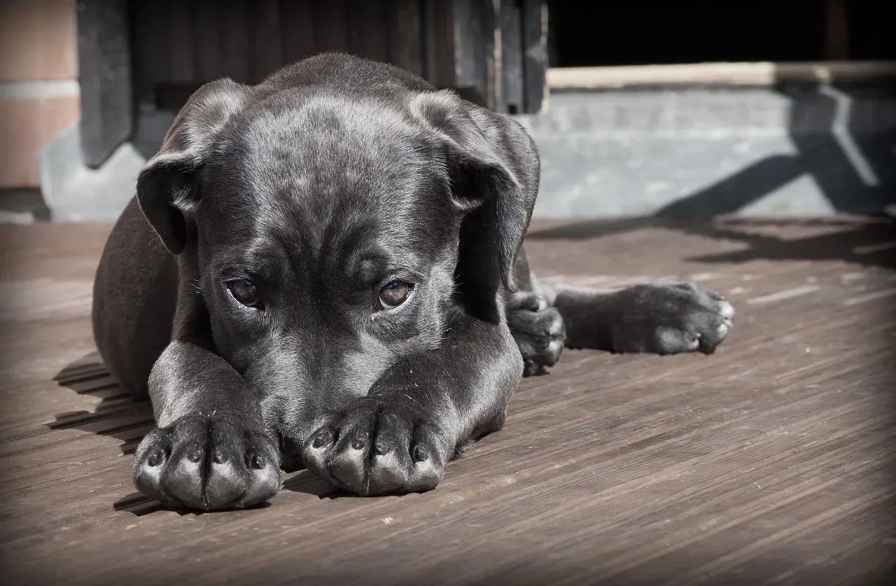 Conclusion: Listen To The Floor Test – Your Dog’s Body Is Speaking (Image Credits: Pixabay)