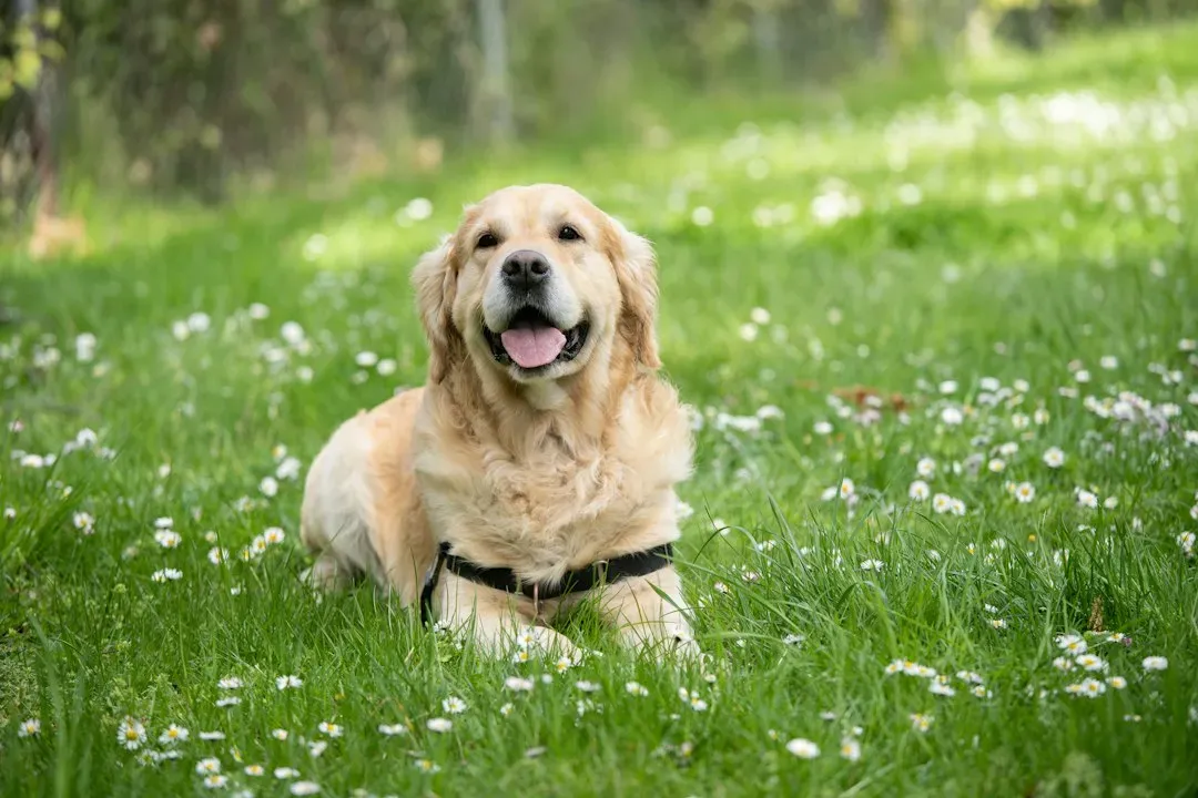 1. Labrador Retriever – The Cheerful Shadow With an Opinion (Image Credits: Unsplash)