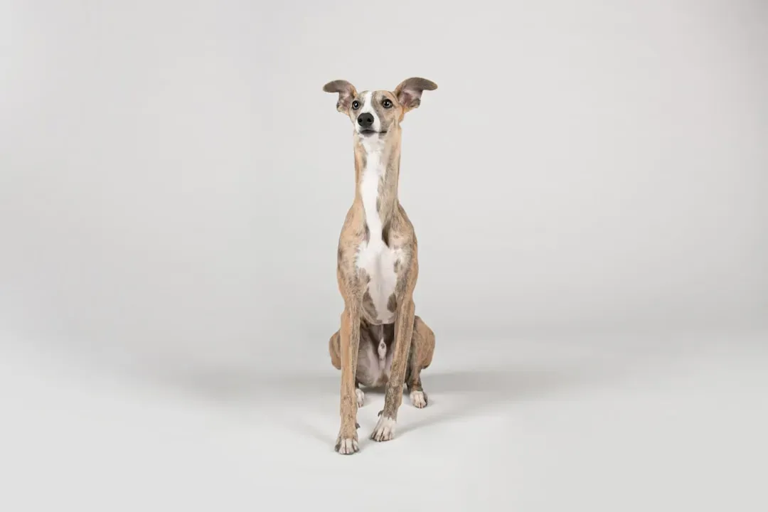 9. Greyhound (Especially Ex-Racers) (Image Credits: Unsplash)