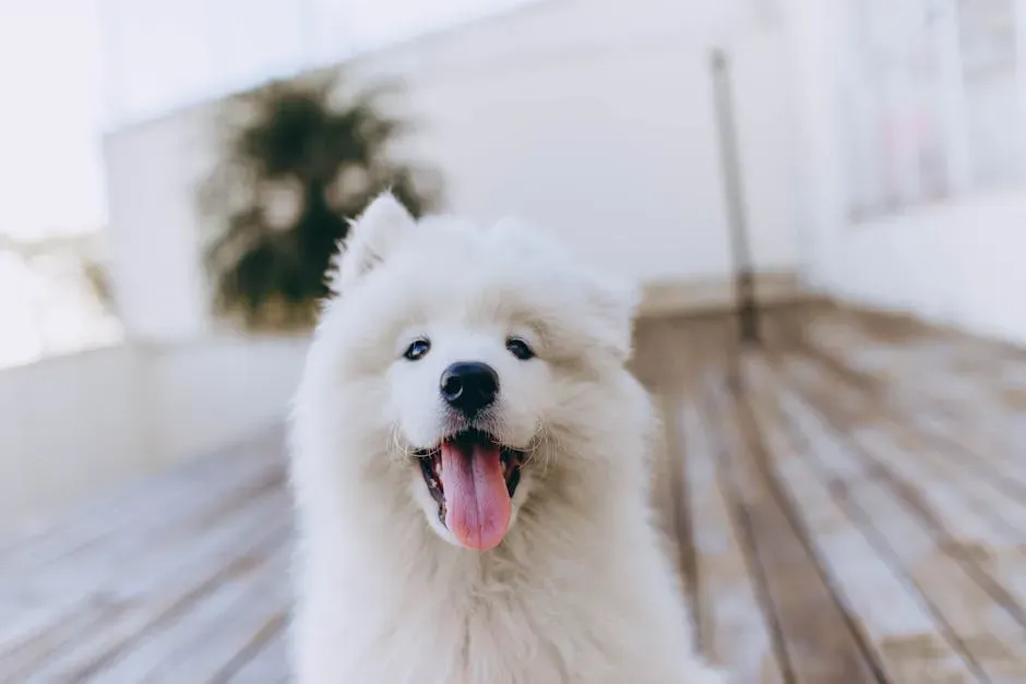 3. Samoyed: The Smiling Cloud with Legs (Image Credits: Pexels)