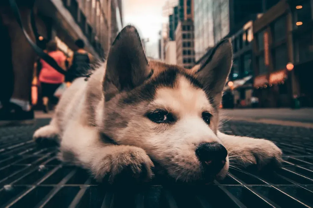 #5: The Side Sleeper and What Relaxed Means in Dog Terms (Image Credits: Rawpixel)