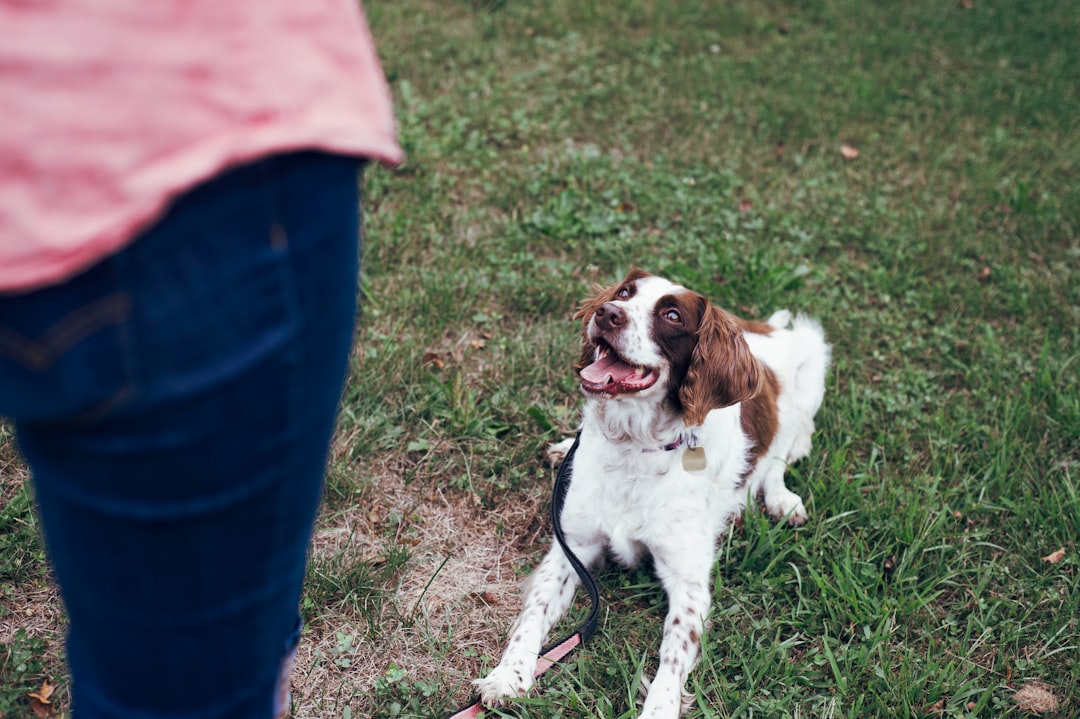 The Power of Teaching Alternative Behaviors (Image Credits: Unsplash)