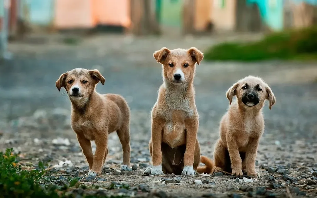 #13 - How Many Dogs They Really Own, Co-Own, or Control (Image Credits: Unsplash)