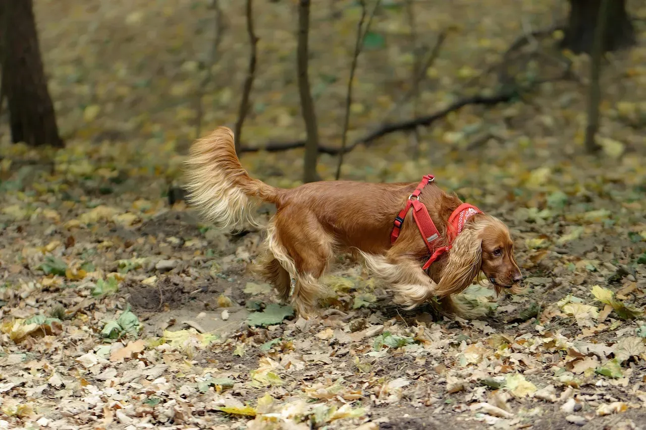 3. Sniffing the Ground (Image Credits: Pixabay)