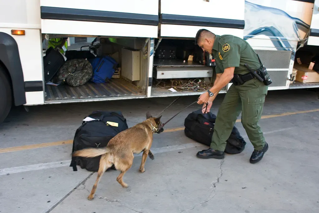 A Final Thought That Might Just Change How You See Your Dog (Image Credits: Flickr)