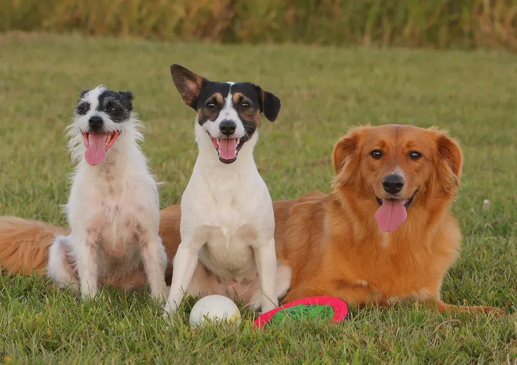 #9 – Dogs Do Not Just Live in the Present Moment (Emery_Way, Flickr, CC BY 2.0)