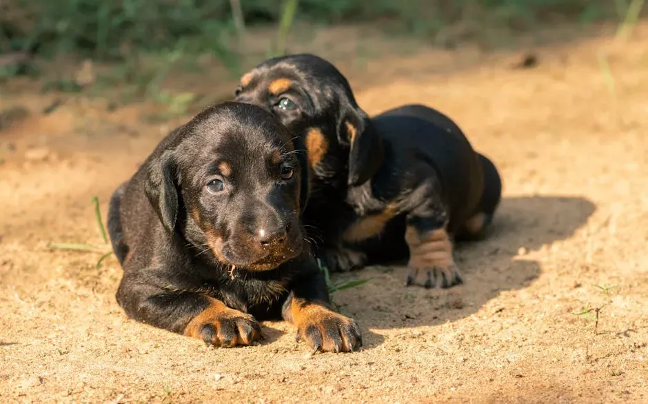 #2. Dachshund (Image Credits: Pexels)