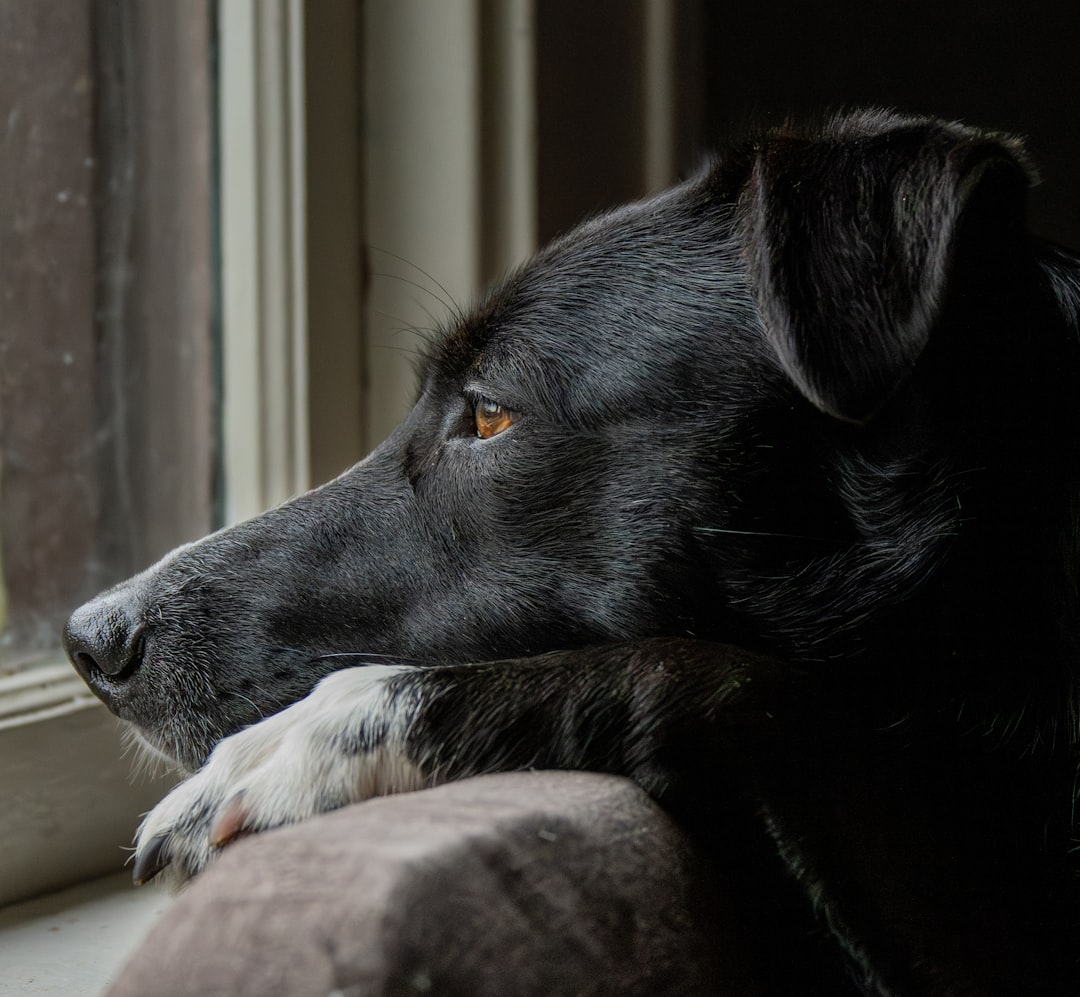 Addressing Separation Anxiety (Image Credits: Unsplash)