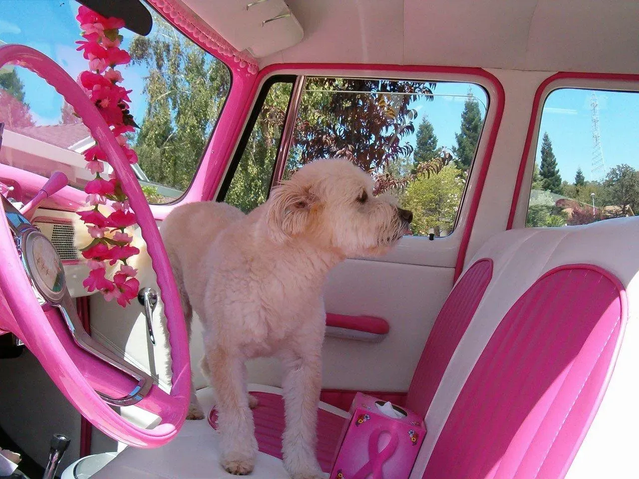 Car Travel Experiences (Image Credits: Pixabay)