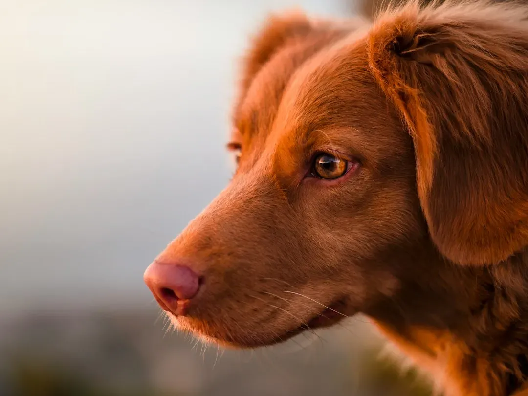 #7 Dogs Remember Specific Events, Not Just Routines (Image Credits: Unsplash)