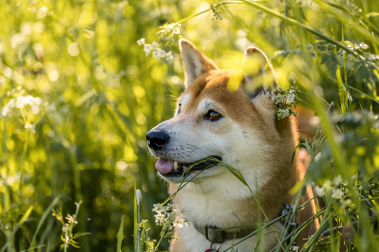 Shiba Inu: The Independent Rebel (Image Credits: Pixabay)