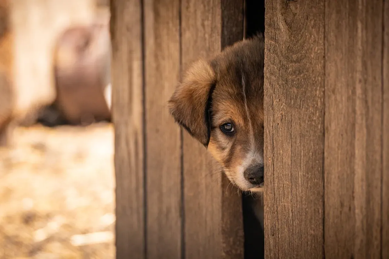 Your Dog Is Simply Curious And Hates Missing Out (Image Credits: Pixabay)