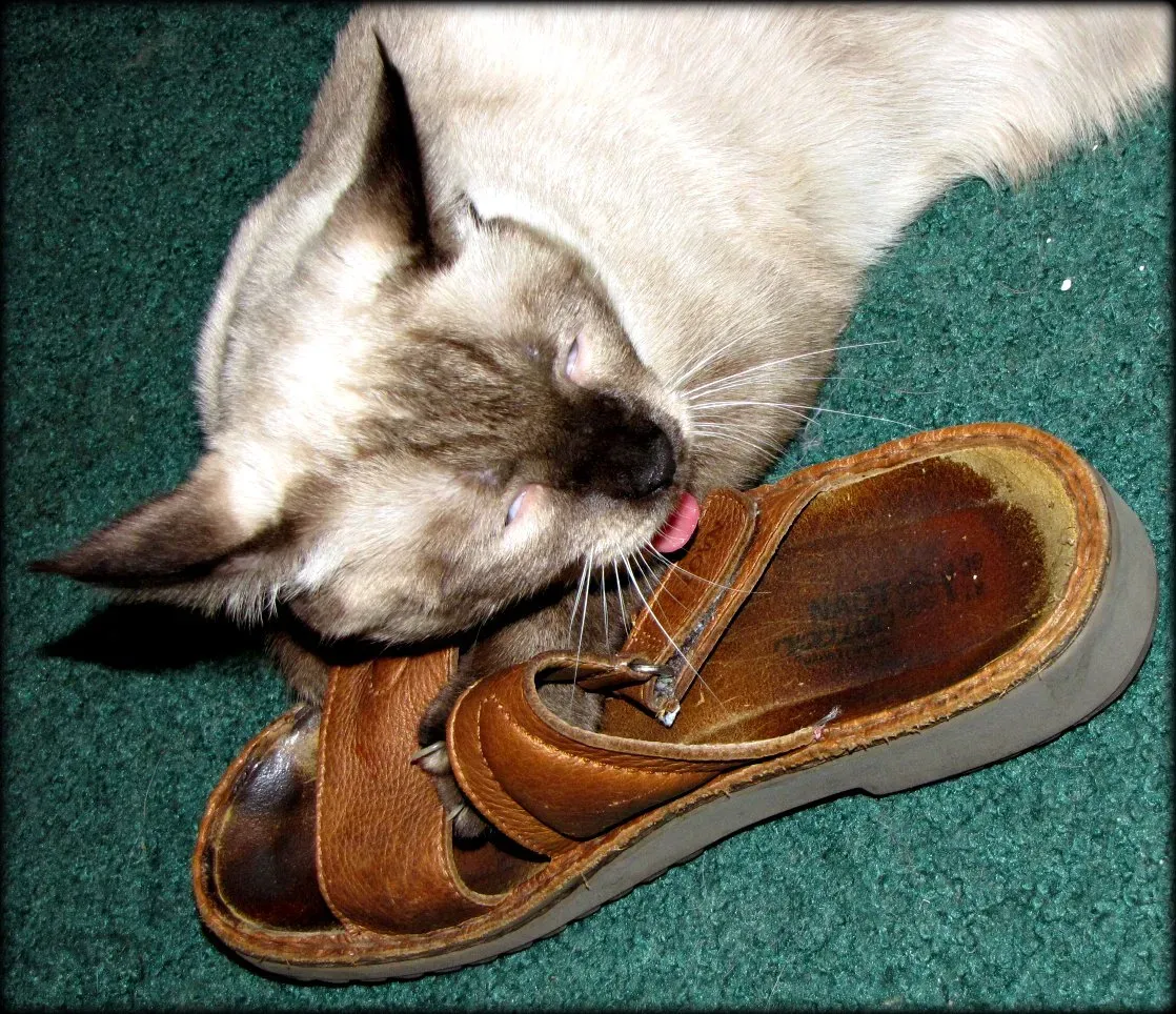 7. What Belongs to You Versus What Belongs to “Out There” (Rude Cat !!!!!!!!!!!! LOL !, CC BY 2.0)