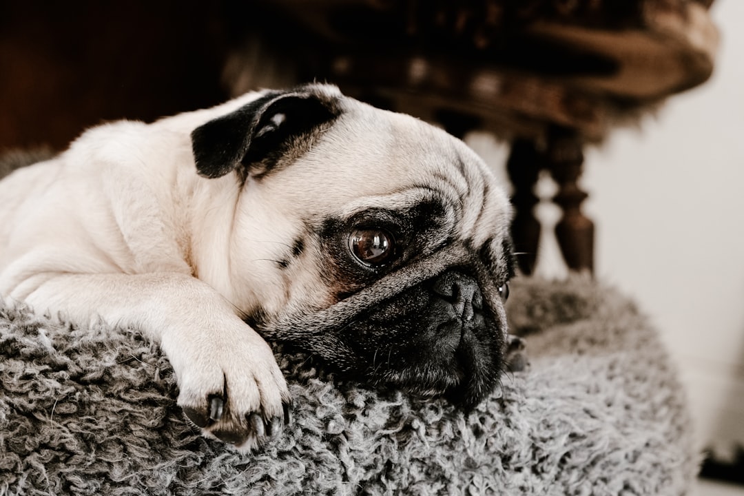 Daily Wrinkle Maintenance Is Non-Negotiable (Image Credits: Unsplash)