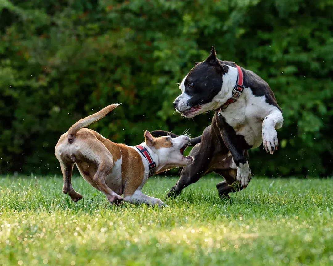 #6 Roughhousing That Crosses the Line Into Aggression (Image Credits: Unsplash)