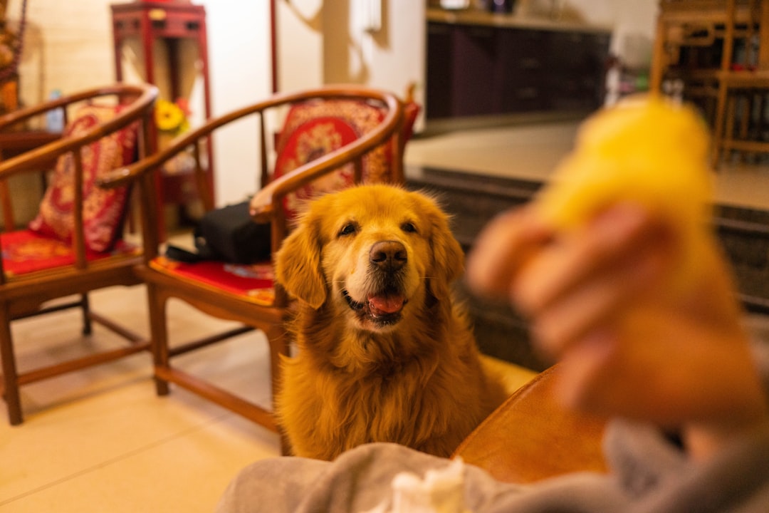 Golden Retriever - The Master Manipulator (Image Credits: Unsplash)
