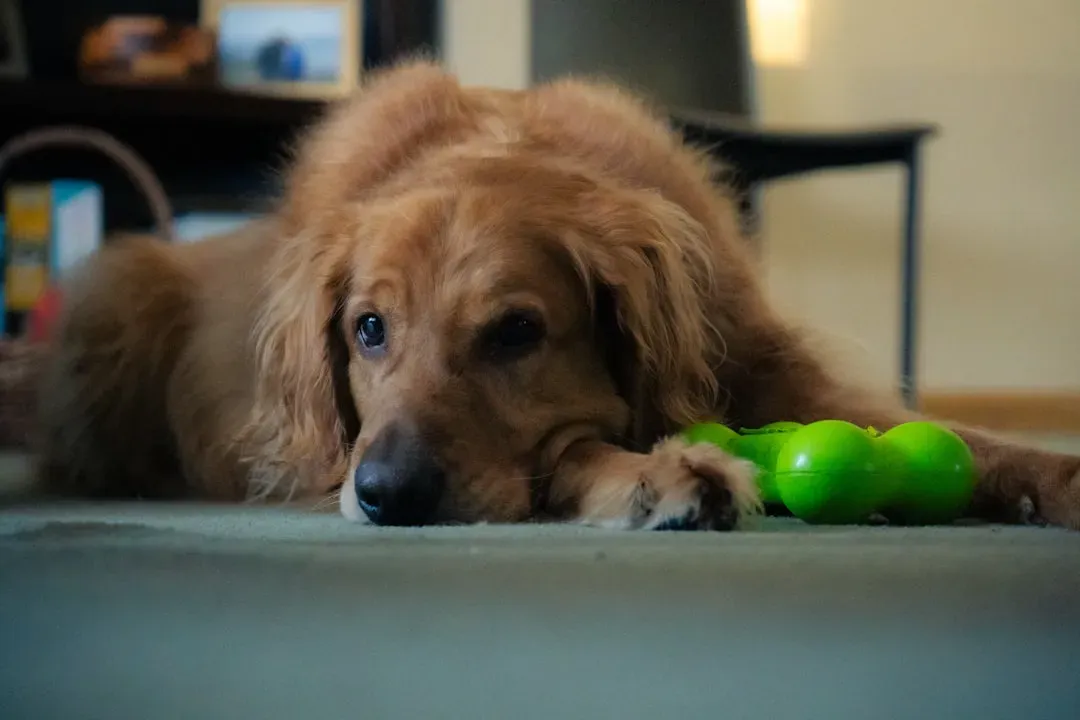 7. Age-Appropriate Toys and Chews for Mental Stimulation (Image Credits: Unsplash)