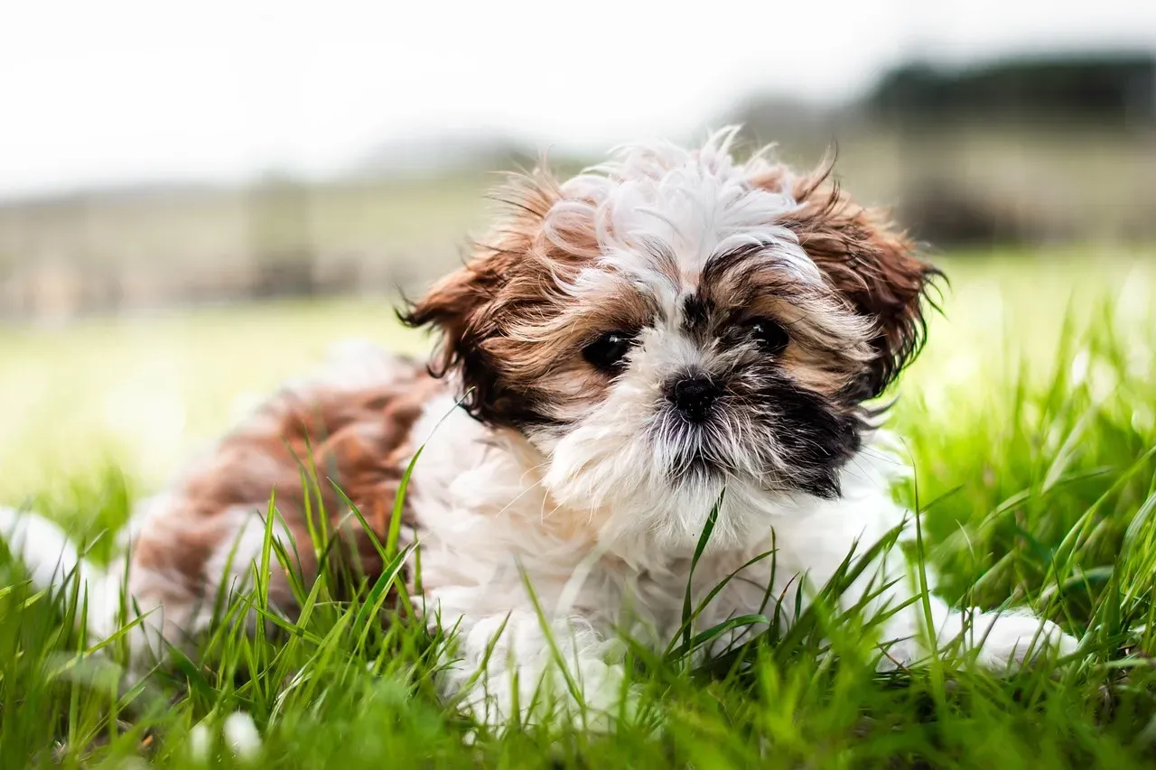 5. Shih Tzu: Royal Attitude Toward House Rules (Image Credits: Pixabay)