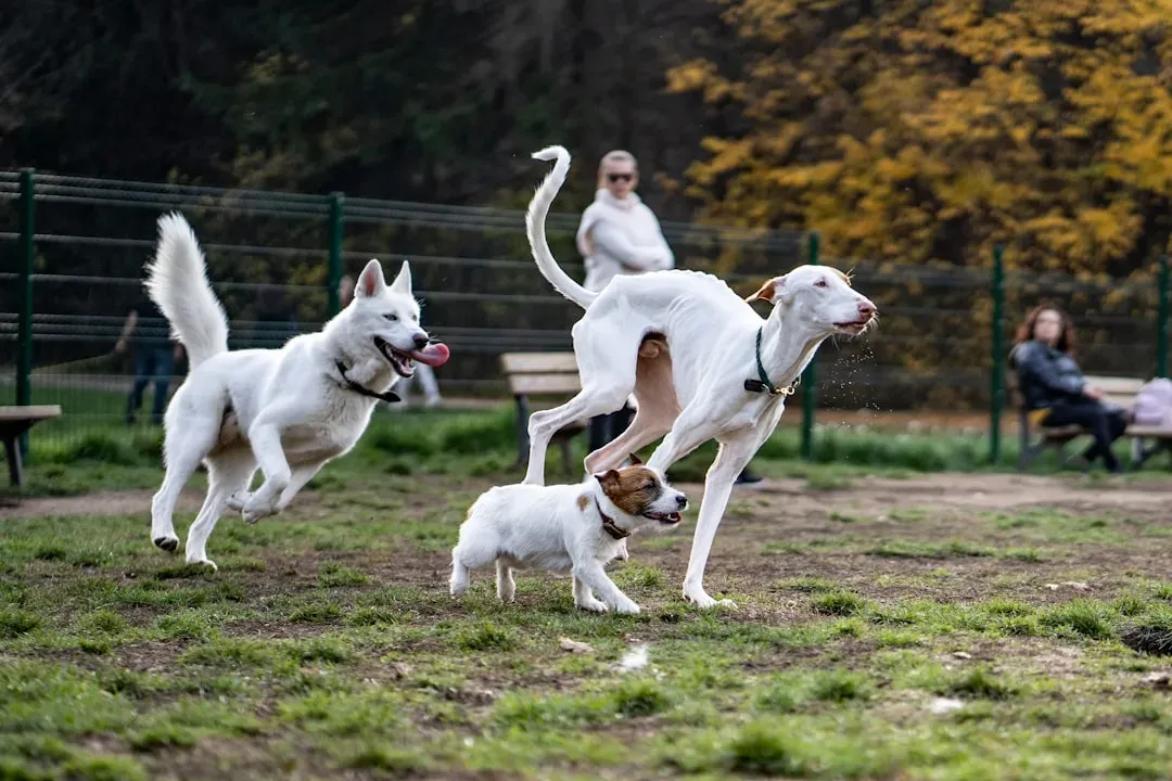 2. How your dog interacts (or doesn’t) with other dogs and people (Image Credits: Unsplash)