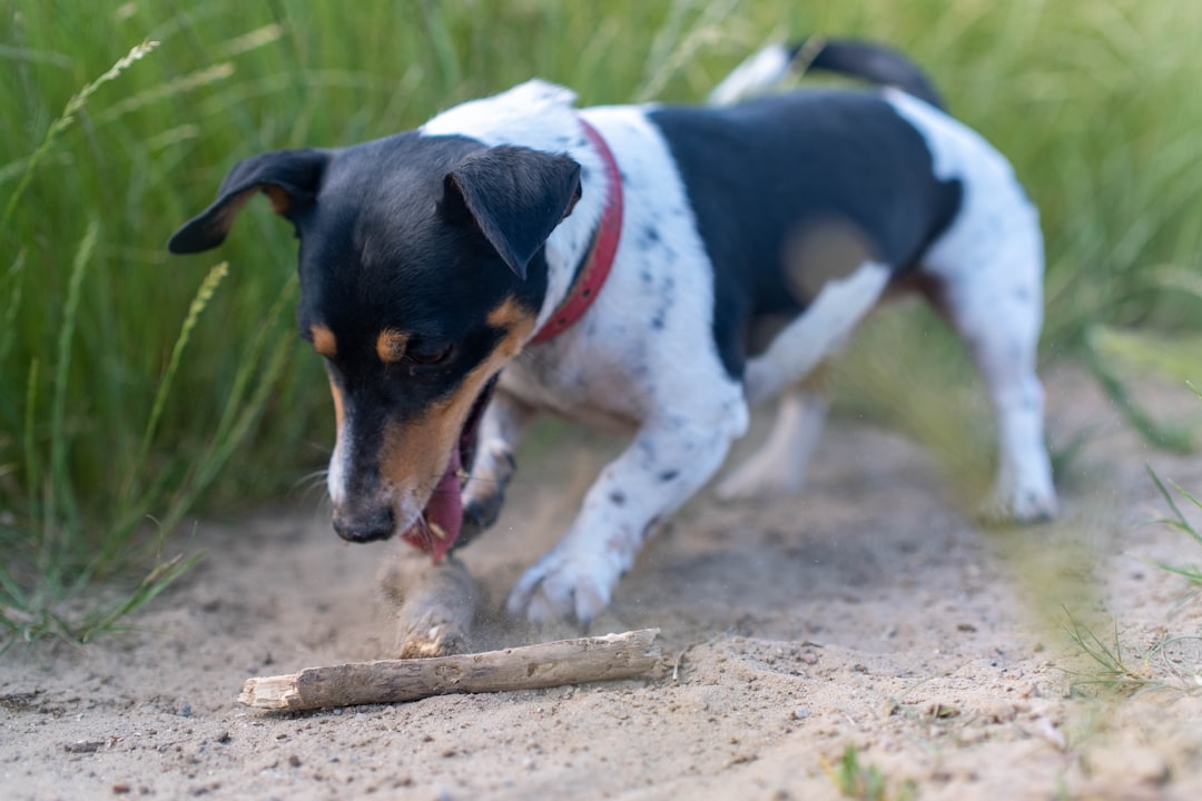Burying Food and Toys (Image Credits: Unsplash)