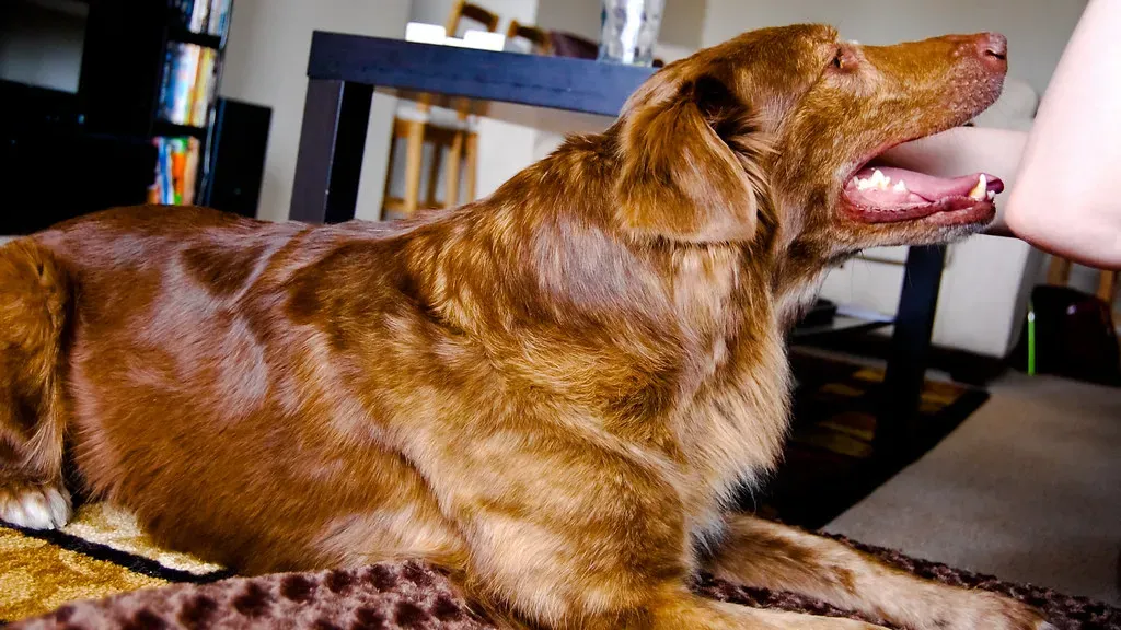 Conclusion: Know Your Dog, Love Your Dog (RLHyde, Flickr, CC BY-SA 2.0)