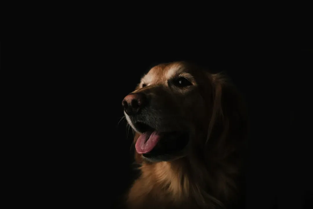 #6 - The Sudden Nighttime Pacing, Panting, And Restlessness (Image Credits: Unsplash)