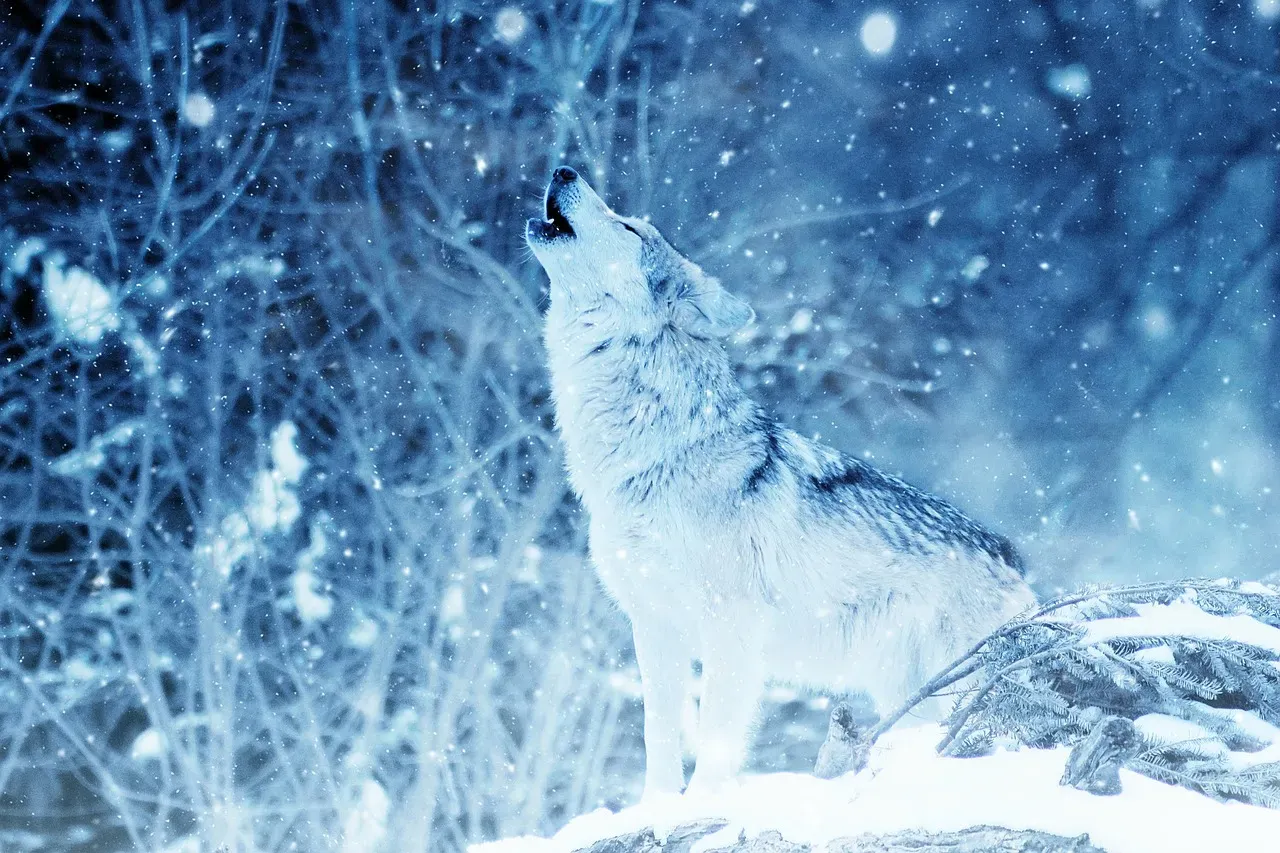 #12: Researchers Are Still Decoding What Howls Fully Mean (Image Credits: Pixabay)