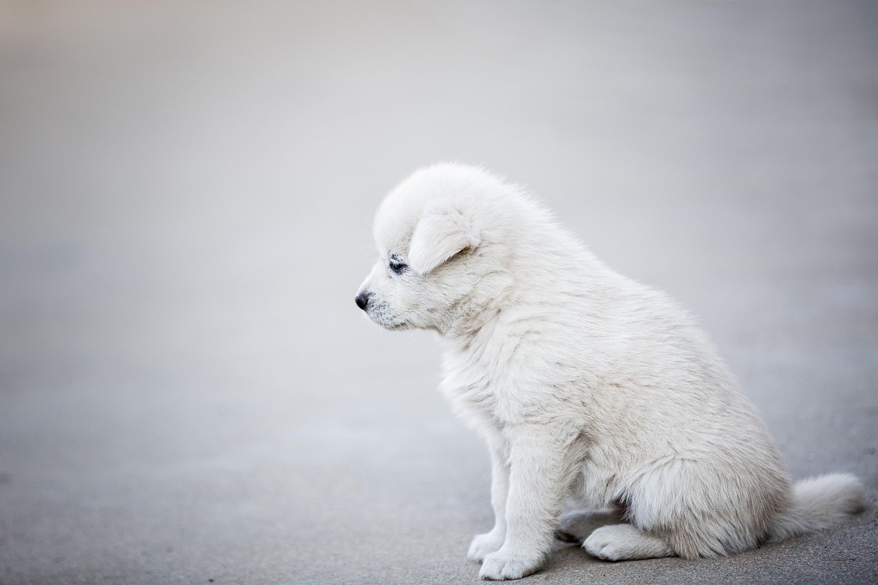 Separation Anxiety: The Price of Constant Togetherness (Image Credits: Pixabay)