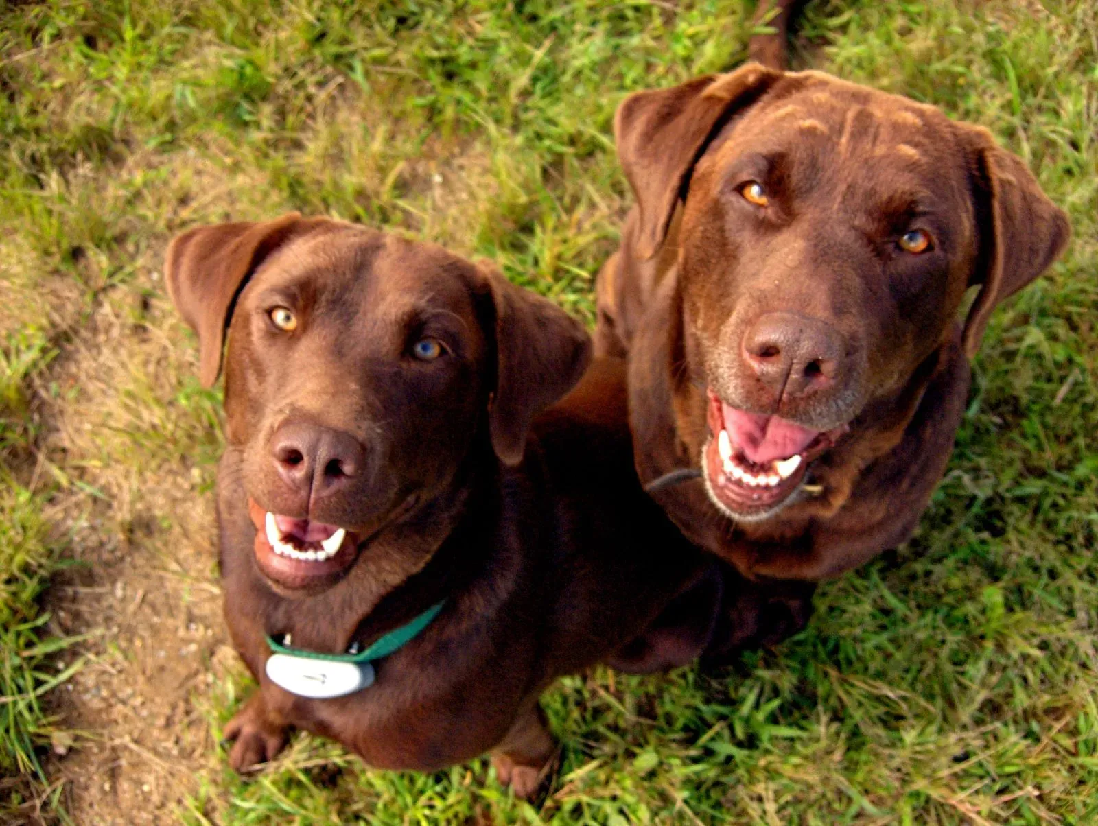 Do Dogs Understand “Fair” Like Humans Do? (Who wants a treat?! Good Dogs!! Who's a Good Dog?!, CC BY 2.0)