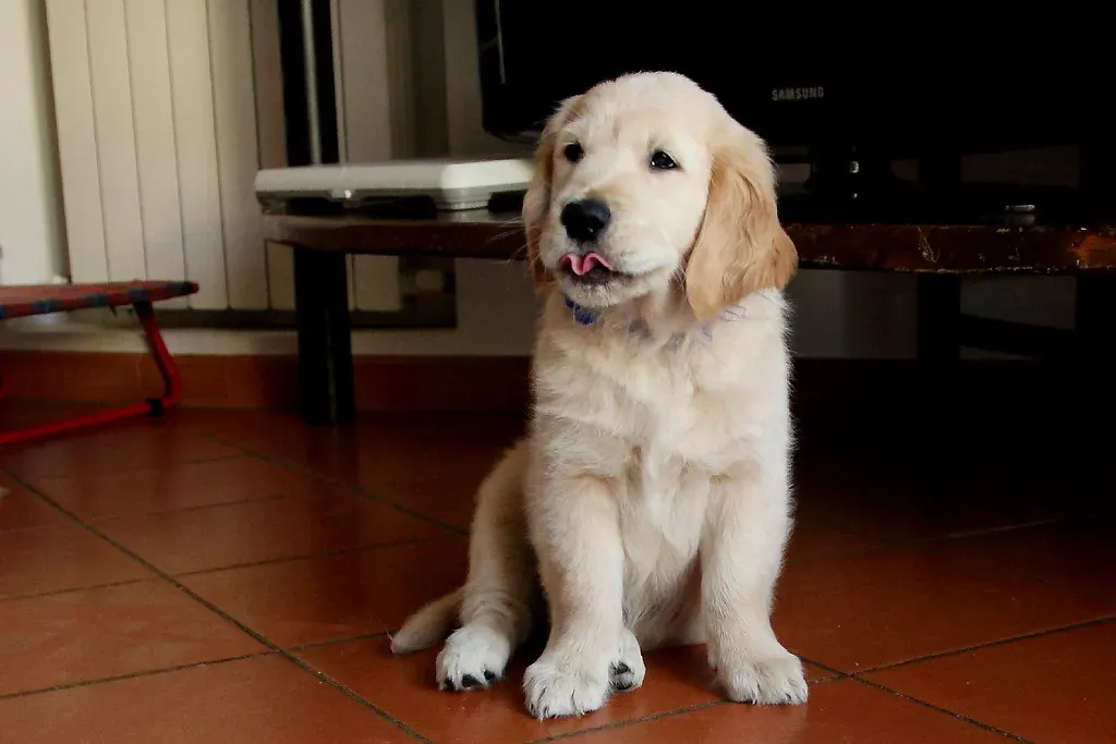 Elevating Air with Water: Gemini and the Golden Retriever (Franco Vannini, Flickr, CC BY 2.0)