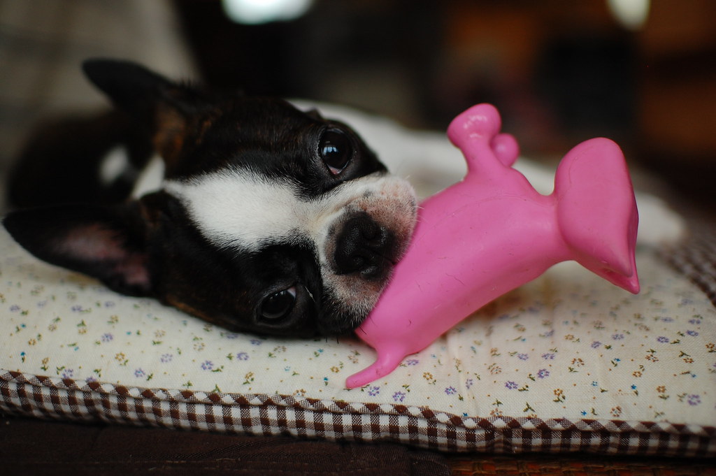 Boston Terrier: The American Gentleman (Image Credits: Flickr)